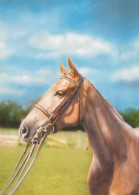 CAVALLO Animale Vintage Cartolina CPSM #PBR851.A - Paarden