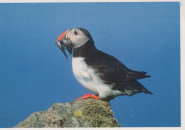 VOGEL Tier Vintage Ansichtskarte Postkarte CPSM #PBR388.A - Vögel