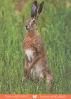 LAPIN Animaux Vintage Carte Postale CPSM #PBR167.A - Sonstige & Ohne Zuordnung