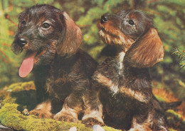 DOG Animals Vintage Postcard CPSM #PBQ708.A - Chiens