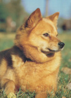 DOG Animals Vintage Postcard CPSM #PBQ568.A - Hunde