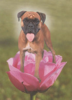 DOG Animals Vintage Postcard CPSM #PBQ428.A - Honden