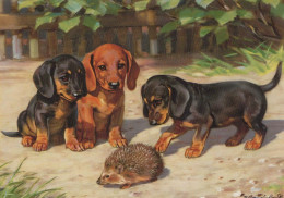 CANE Animale Vintage Cartolina CPSM #PBQ365.A - Honden