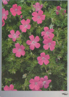FIORI Vintage Cartolina CPSM #PAS472.IT - Flowers