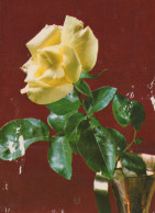 FIORI Vintage Cartolina CPSM #PAS352.IT - Flowers