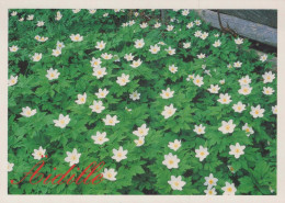 FIORI Vintage Cartolina CPSM #PAR451.IT - Flowers