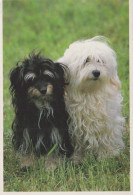 CANE Animale Vintage Cartolina CPSM #PAN769.IT - Dogs