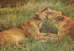 LEONE GRANDE GATTO Animale Vintage Cartolina CPSM #PAM005.IT - Leeuwen