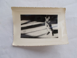 PHOTO ANCIENNE ANTIQUE FOTO SNAPSHOT PETIT CHAT JOUANT LEGEREMENT TROUBLE CATS CAT VINTAGE - Autres & Non Classés