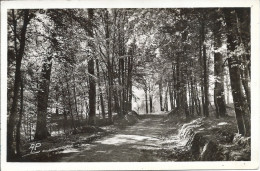 Montfort L'Amaury (78) - Promenade En Forêt - Montfort L'Amaury