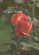 FLOWERS Vintage Ansichtskarte Postkarte CPSM #PAS291.DE - Blumen