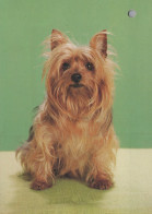 HUND Tier Vintage Ansichtskarte Postkarte CPSM #PAN833.DE - Honden