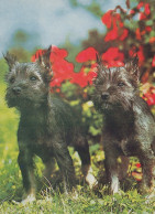 HUND Tier Vintage Ansichtskarte Postkarte CPSM #PAN767.DE - Dogs