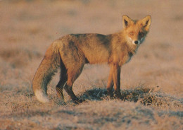 FOX Animale Vintage Cartolina CPSM #PBS813.IT - Sonstige & Ohne Zuordnung