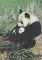 PANDA NASCERE Animale Vintage Cartolina CPSM #PBS238.IT - Beren