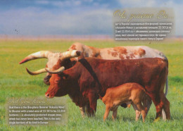 MUCCA Animale Vintage Cartolina CPSM #PBR824.IT - Cows