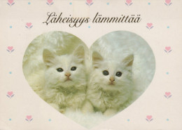 GATO GATITO Animales Vintage Tarjeta Postal CPSM #PAM563.ES - Cats