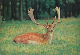 Jeune Cerf - Sonstige & Ohne Zuordnung