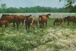PFERD Tier Vintage Ansichtskarte Postkarte CPA #PKE883.DE - Paarden
