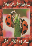 INSEKTEN Tier Vintage Ansichtskarte Postkarte CPSM #PBS486.DE - Insekten