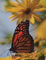 SCHMETTERLINGE Tier Vintage Ansichtskarte Postkarte CPSM #PBS426.DE - Butterflies