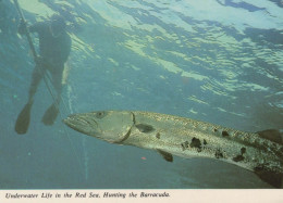 FISCH Tier Vintage Ansichtskarte Postkarte CPSM #PBS884.DE - Poissons Et Crustacés