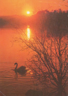 VOGEL Tier Vintage Ansichtskarte Postkarte CPSM #PBR507.DE - Oiseaux