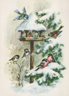 OISEAU Animaux Vintage Carte Postale CPSM #PAM758.FR - Birds
