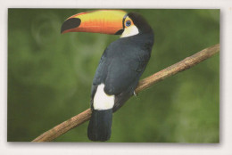 PÁJARO Animales Vintage Tarjeta Postal CPSM #PBR383.ES - Birds