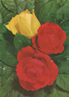 FLOWERS Vintage Postcard CPSM #PAR987.GB - Fleurs