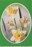FLOWERS Vintage Postcard CPSM #PAR025.GB - Fleurs