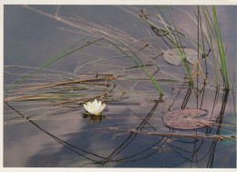 FLOWERS Vintage Postcard CPSM #PAR266.GB - Blumen
