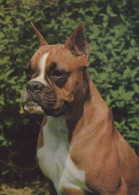 DOG Animals Vintage Postcard CPSM #PAN830.GB - Honden