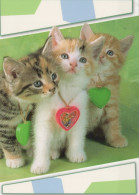 CAT KITTY Animals Vintage Postcard CPSM #PAM562.GB - Chats