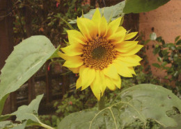 FLEURS Vintage Carte Postale CPSM #PBZ036.FR - Flowers