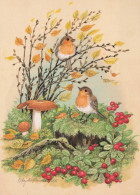 OISEAU Animaux Vintage Carte Postale CPSM #PBR698.FR - Pájaros