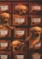 CHIEN Animaux Vintage Carte Postale CPSM #PBQ526.FR - Dogs