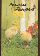 PÂQUES POULET ŒUF Vintage Carte Postale CPSM #PBP186.FR - Pasqua