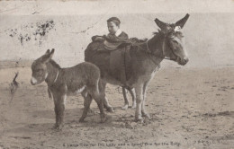 DONKEY Animals Children Vintage Antique Old CPA Postcard #PAA336.GB - Donkeys