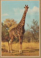 GIRAFFE Animals Vintage Postcard CPSM #PBS948.GB - Giraffes