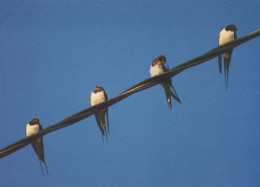 BIRD Animals Vintage Postcard CPSM #PBR443.GB - Oiseaux