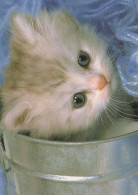CAT KITTY Animals Vintage Postcard CPSM #PBQ851.GB - Chats