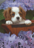 DOG Animals Vintage Postcard CPSM #PBQ662.GB - Hunde