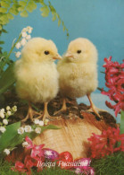 EASTER CHICKEN EGG Vintage Postcard CPSM #PBP244.GB - Pâques