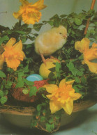EASTER CHICKEN EGG Vintage Postcard CPSM #PBP061.GB - Easter
