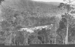 CPA ANTILLES / TRINIDAD / CARTE PHOTO / COCOA / A COCOA ESTATE - Trinidad