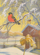 Happy New Year Christmas BIRD Vintage Postcard CPSM #PBB462.GB - New Year