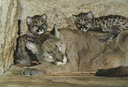 PUMA Et Ses Petits. -  Beau Cliché - Sonstige & Ohne Zuordnung