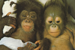 TIBA Bébé Orang-outang Et CHARLOTTE Femelle Chimpanzé . -  Beau Cliché - Monos