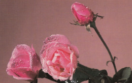 Fleurs Rose - Blumen